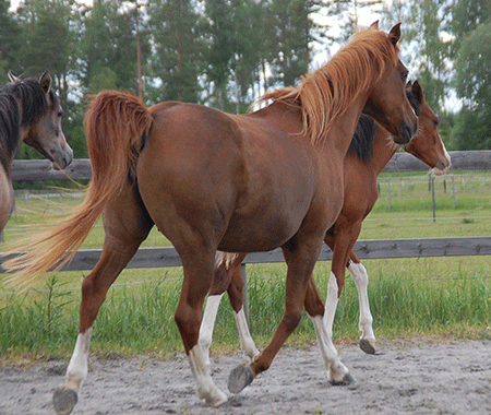 Chili Flame och Flames of Dasadi