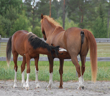 Chili Flame och Flames of Dasadi